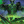 Corroded Colossus - Tartarus