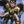Lil’ Thanatos - Onyx