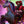 Guan Unicorn - Scarlet Tempest