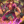 Fire Lord - Cherry Blossom