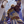 Noble Knight