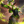 The Magnificent - Emerald Trickster