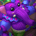 Plushie - Violet