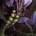 Void Wyrm - Venomspite Black